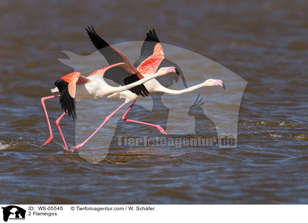 2 Flamingos / WS-05545