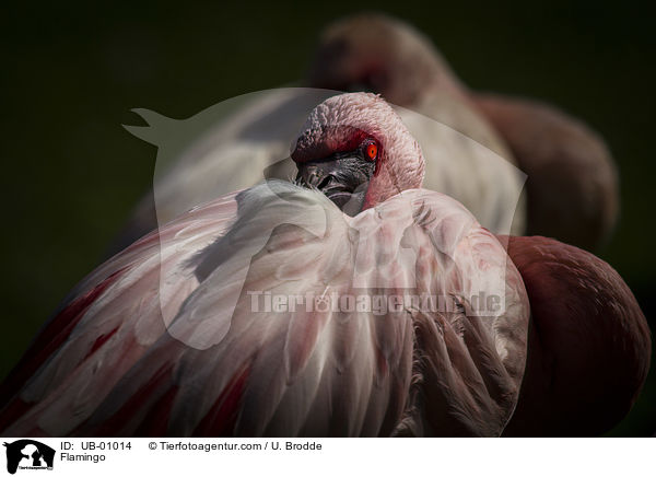 Flamingo / UB-01014