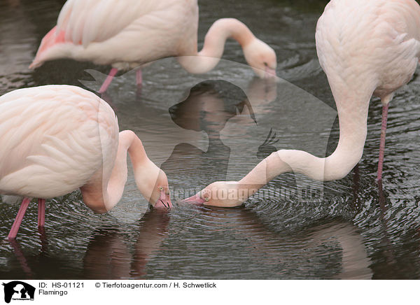 Flamingo / Flamingo / HS-01121