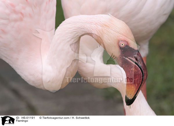 Flamingo / Flamingo / HS-01191