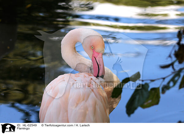 Flamingo / Flamingo / HL-02549