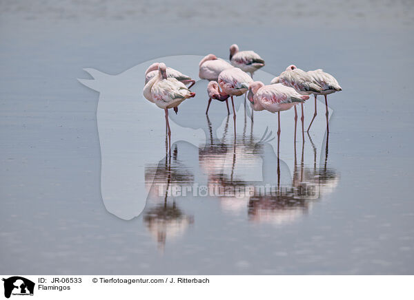 Flamingos / Flamingos / JR-06533