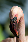 Flamingo Portrait