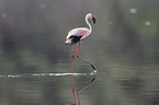 walking Flamingo