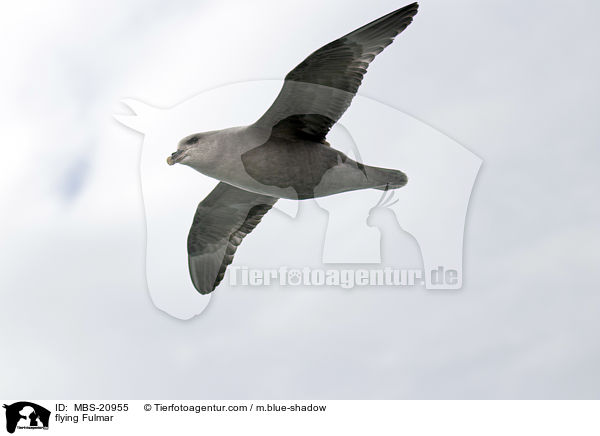 fliegender Eissturmvogel / flying Fulmar / MBS-20955