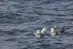 northern fulmar