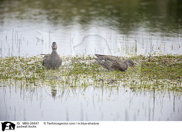 Schnatterenten / gadwall ducks / MBS-26847