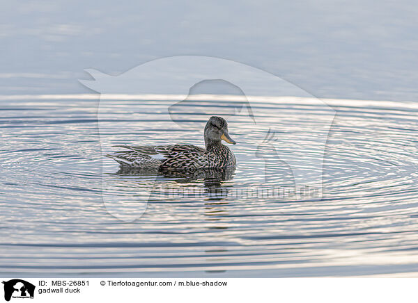 Schnatterente / gadwall duck / MBS-26851