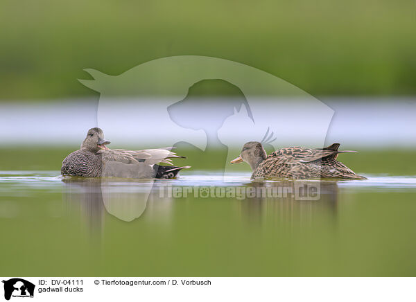 Schnatterenten / gadwall ducks / DV-04111