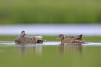 gadwall ducks