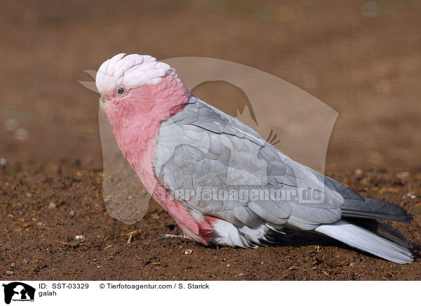 galah / SST-03329