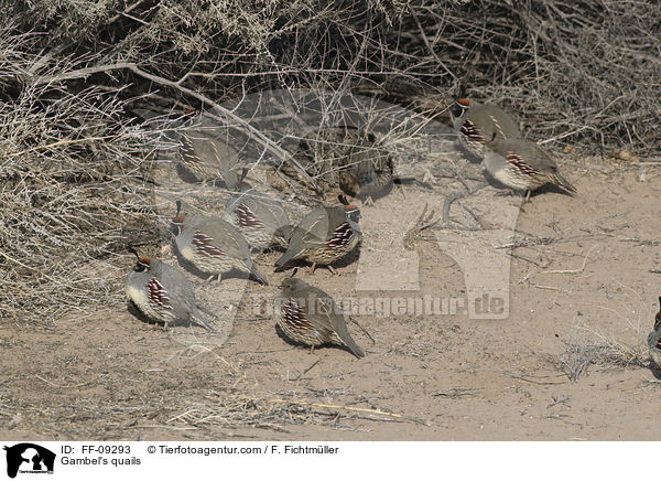 Helmwachteln / Gambel's quails / FF-09293