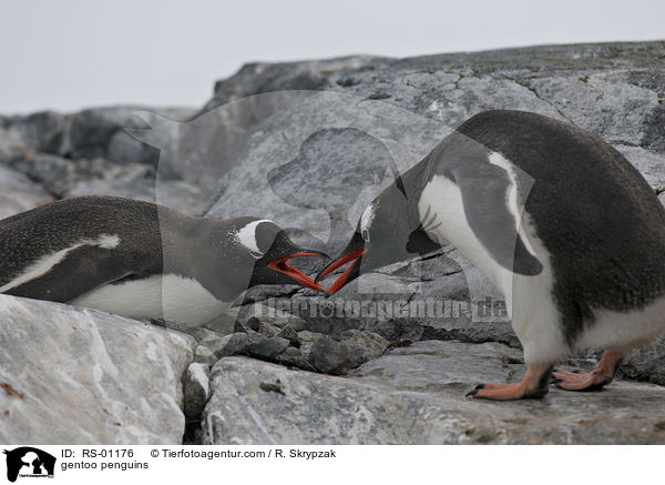 gentoo penguins / RS-01176