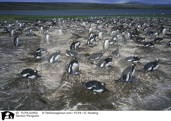 Eselspinguine / Gentoo Penguins / FLPA-02902
