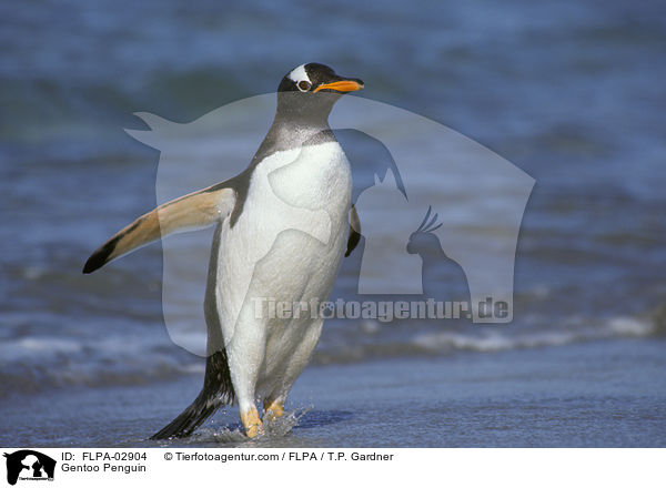 Eselspinguin / Gentoo Penguin / FLPA-02904