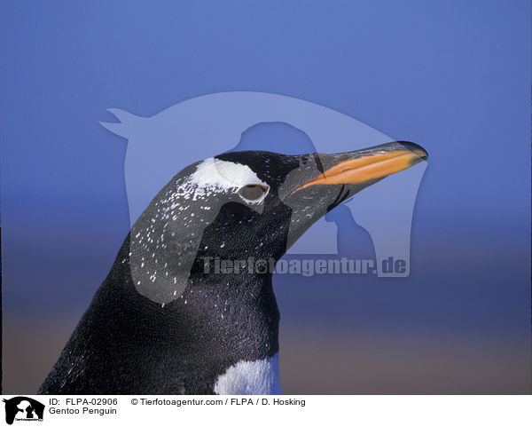 Eselspinguin / Gentoo Penguin / FLPA-02906