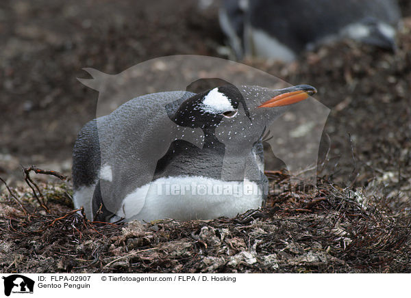 Eselspinguin / Gentoo Penguin / FLPA-02907