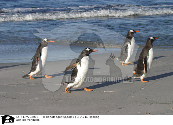 Eselspinguine / Gentoo Penguins / FLPA-02908