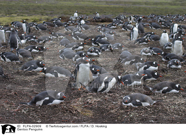 Eselspinguine / Gentoo Penguins / FLPA-02909