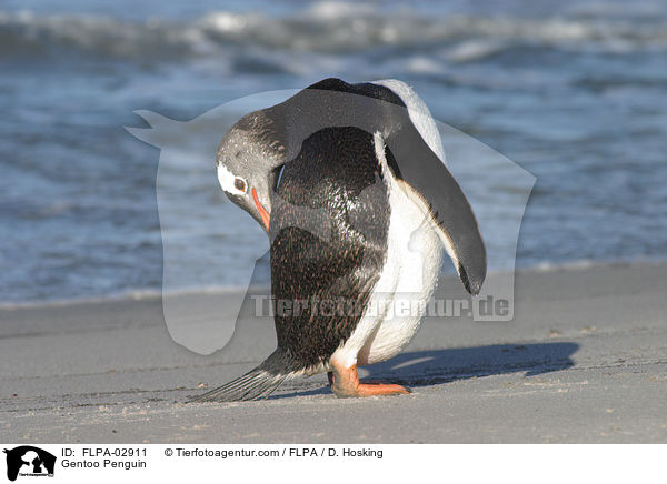 Eselspinguin / Gentoo Penguin / FLPA-02911