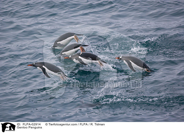 Gentoo Penguins / FLPA-02914