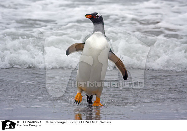 Eselspinguin / Gentoo Penguin / FLPA-02921