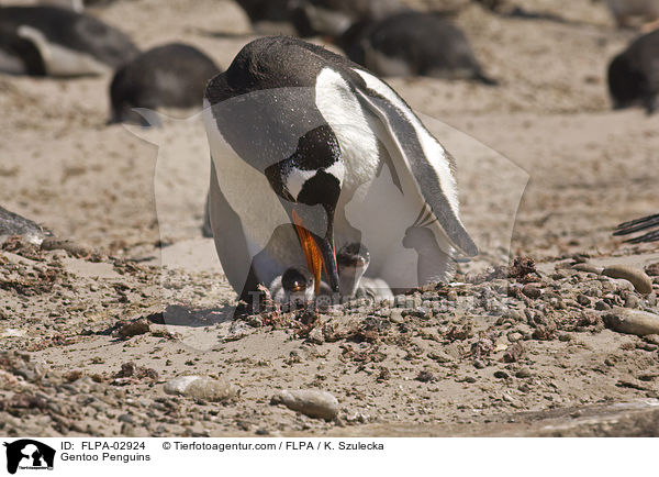 Eselspinguine / Gentoo Penguins / FLPA-02924