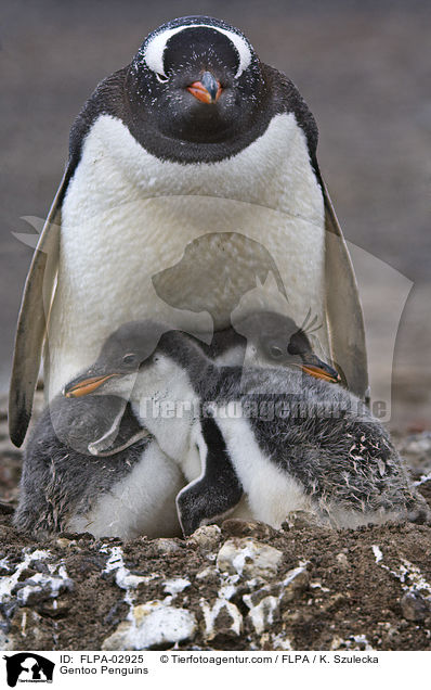 Eselspinguine / Gentoo Penguins / FLPA-02925