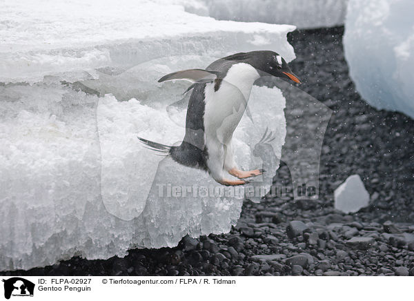 Eselspinguin / Gentoo Penguin / FLPA-02927
