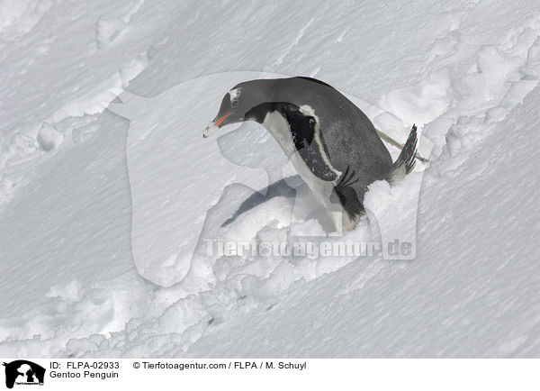 Eselspinguin / Gentoo Penguin / FLPA-02933