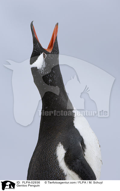 Gentoo Penguin / FLPA-02936