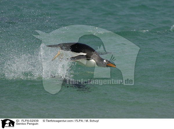 Eselspinguin / Gentoo Penguin / FLPA-02939