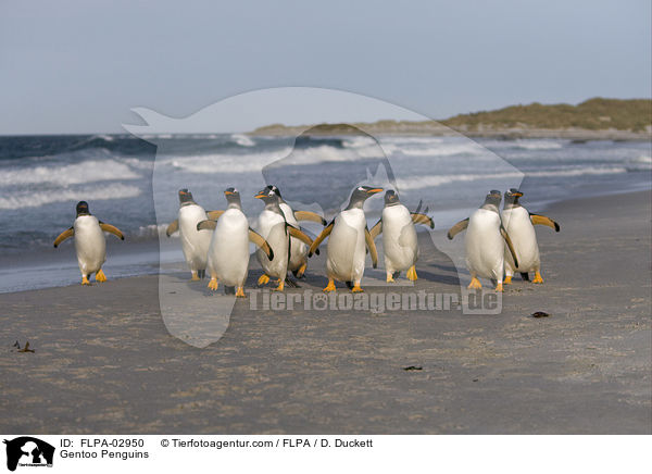 Eselspinguine / Gentoo Penguins / FLPA-02950