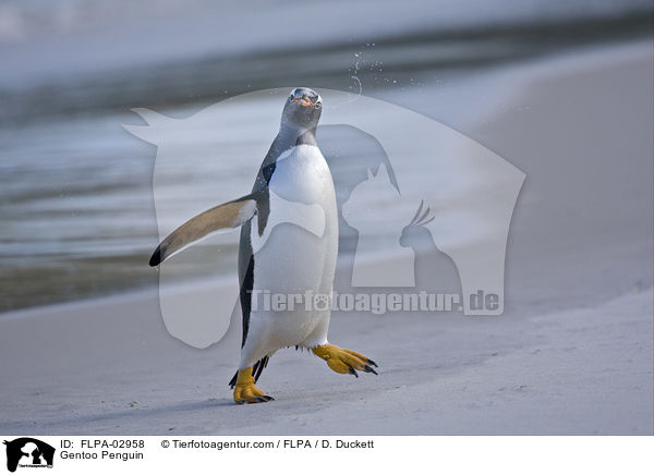Eselspinguin / Gentoo Penguin / FLPA-02958