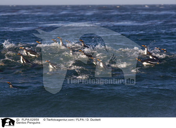 Eselspinguine / Gentoo Penguins / FLPA-02959