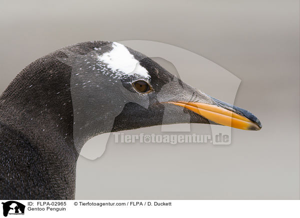 Eselspinguin / Gentoo Penguin / FLPA-02965