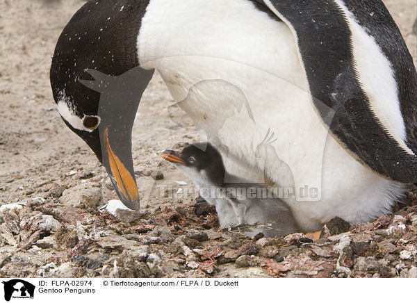 Eselspinguine / Gentoo Penguins / FLPA-02974