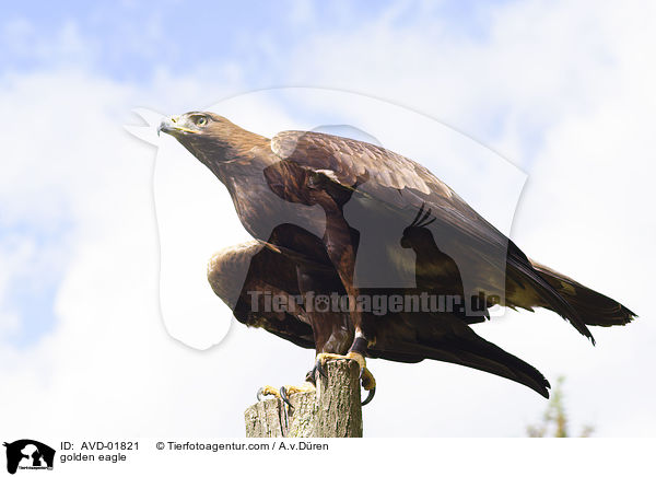 Steinadler / golden eagle / AVD-01821