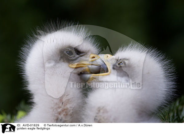 Steinadlerkken / golden eagle fledglings / AVD-01829