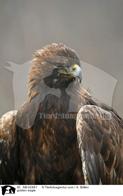 golden eagle / AB-02481