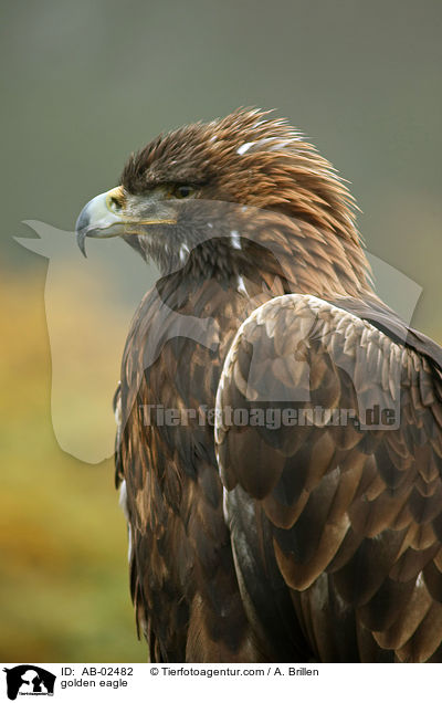 golden eagle / AB-02482