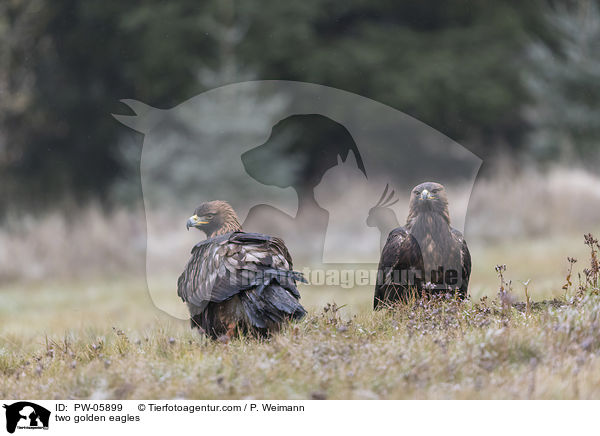 two golden eagles / PW-05899