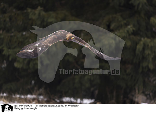 flying golden eagle / PW-05905