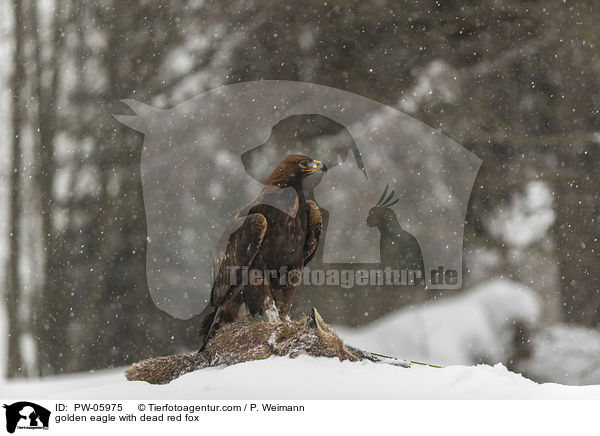 golden eagle with dead red fox / PW-05975