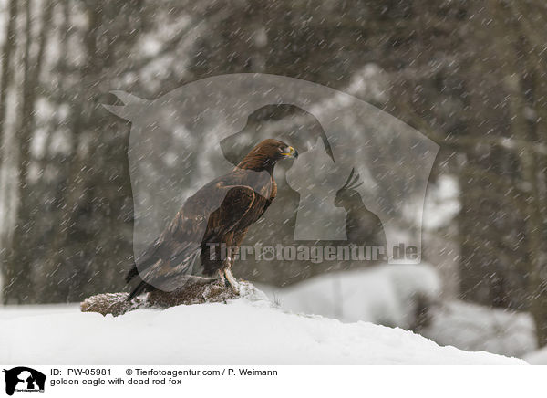 golden eagle with dead red fox / PW-05981