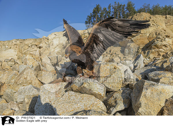 Steinadler mit Beute / Golden Eagle with prey / PW-07921