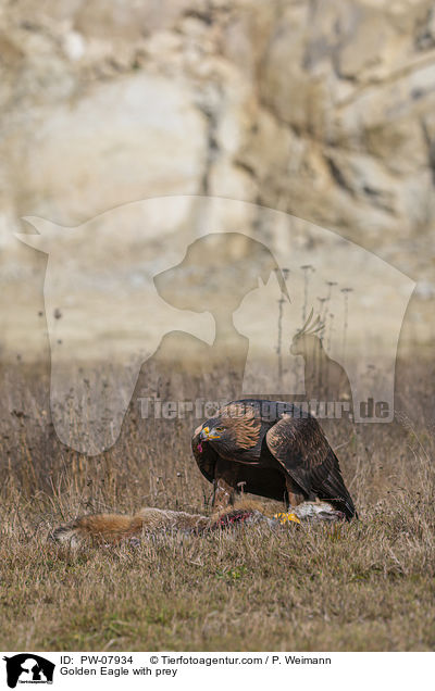 Steinadler mit Beute / Golden Eagle with prey / PW-07934