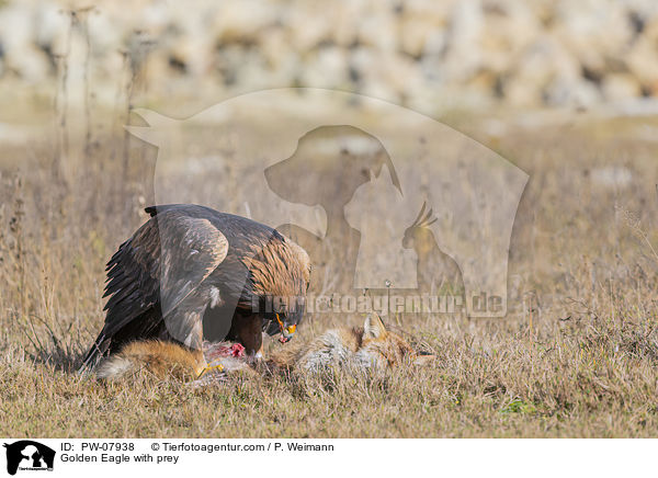 Steinadler mit Beute / Golden Eagle with prey / PW-07938