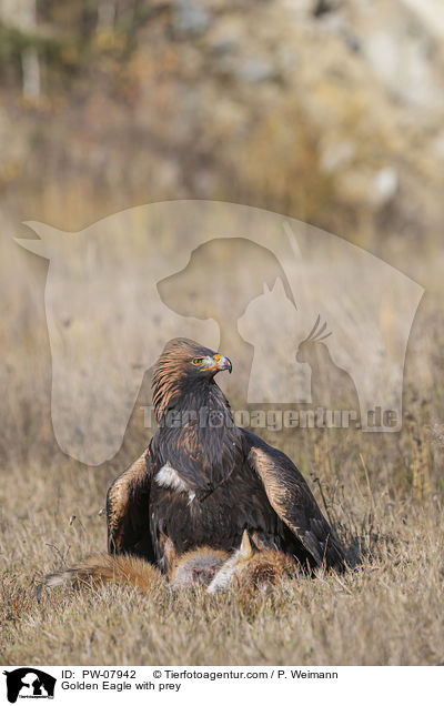 Steinadler mit Beute / Golden Eagle with prey / PW-07942