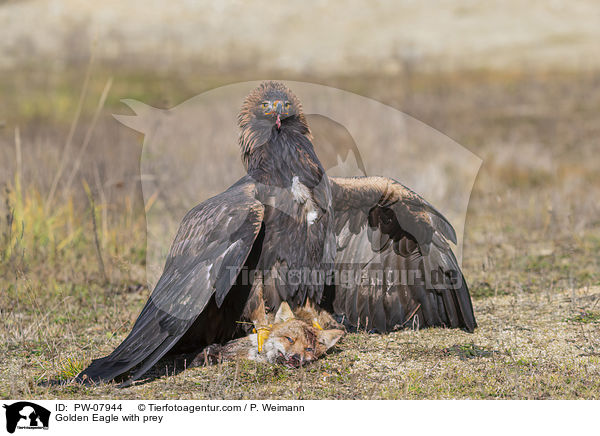 Steinadler mit Beute / Golden Eagle with prey / PW-07944